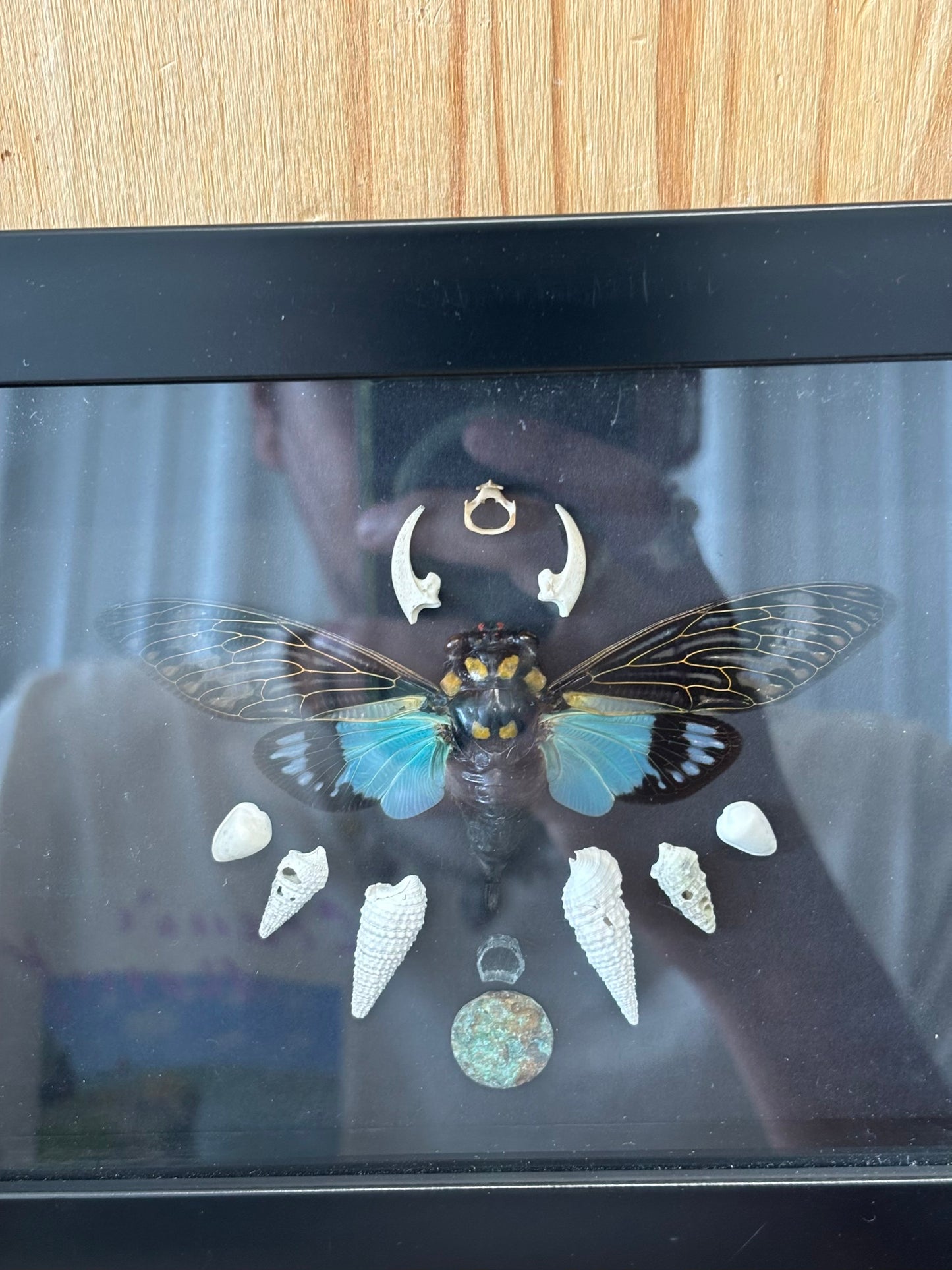 Framed Blue Cicada Taxidermy (Local Pickup Only)