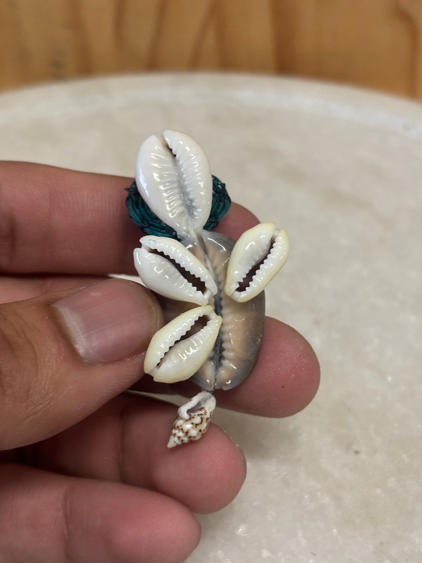 Tiny Shell Turtle With Glasses (as is)