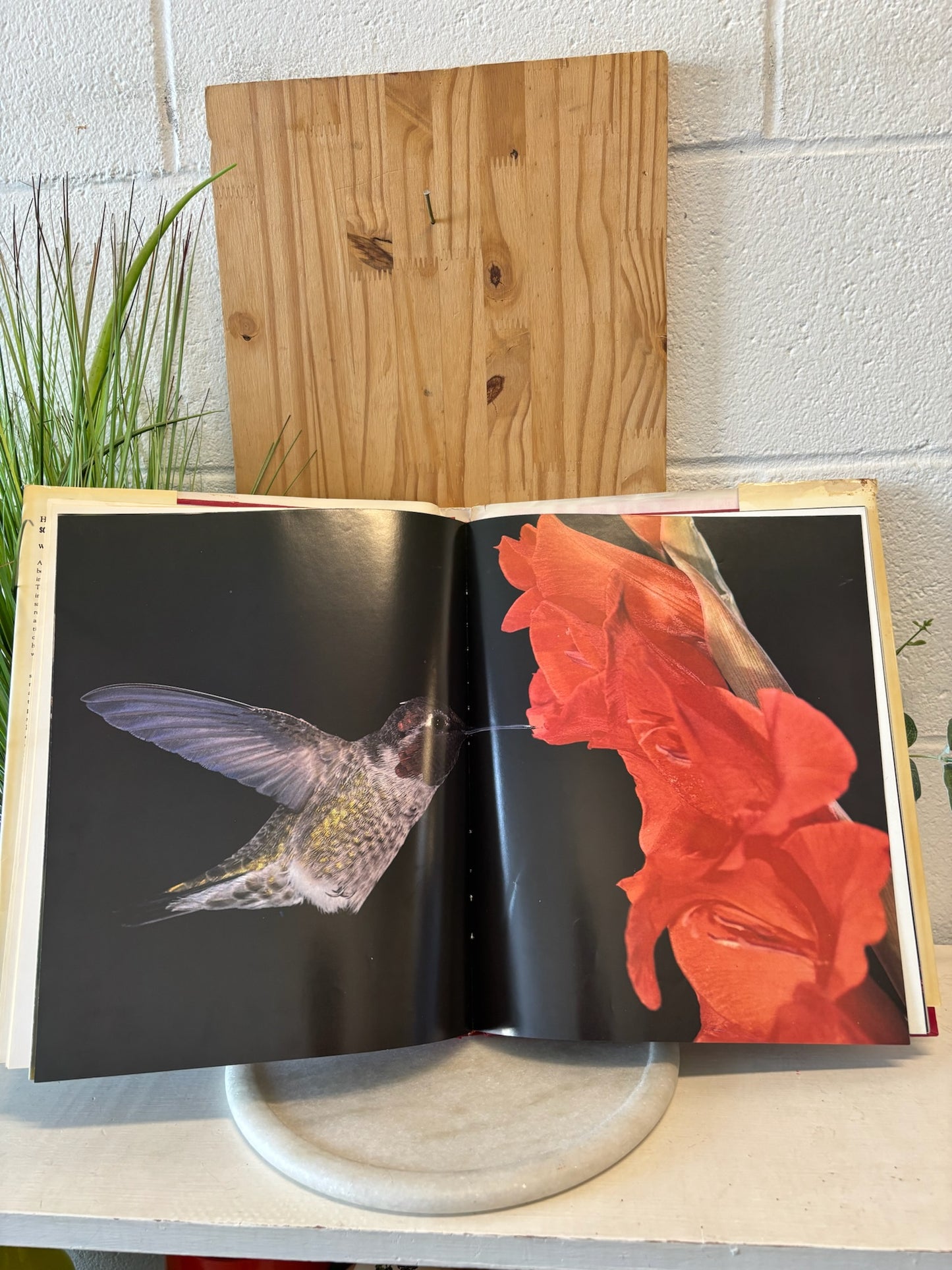 Hummingbird Coffee Table Book
