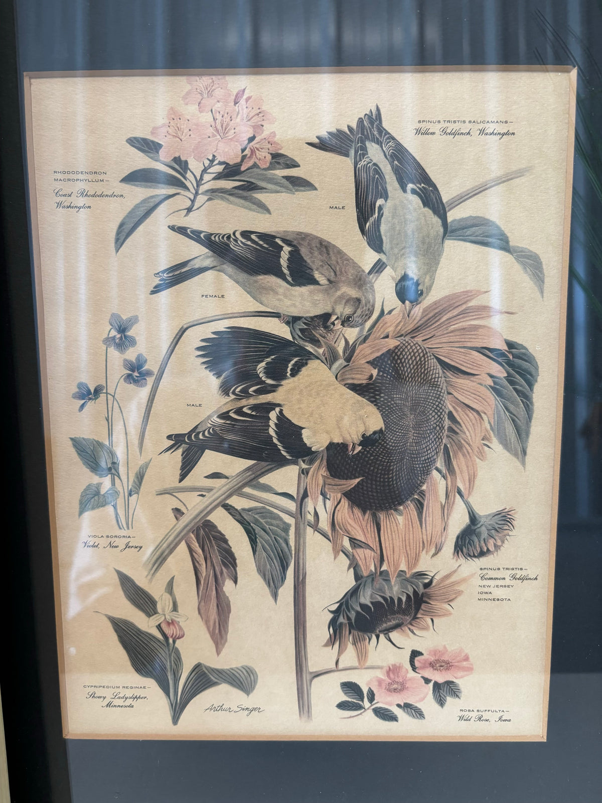 Vtg Pair of Framed Bird & Botanical Prints (Local Pickup Only)