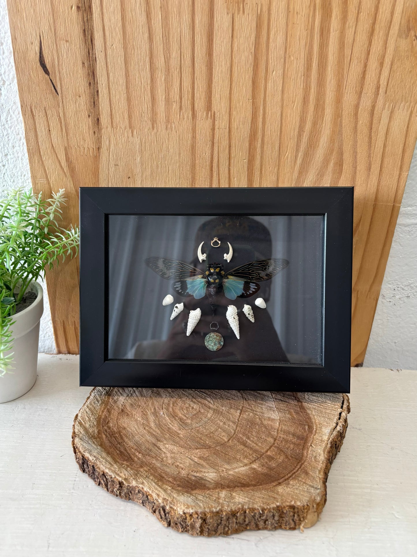 Framed Blue Cicada Taxidermy (Local Pickup Only)