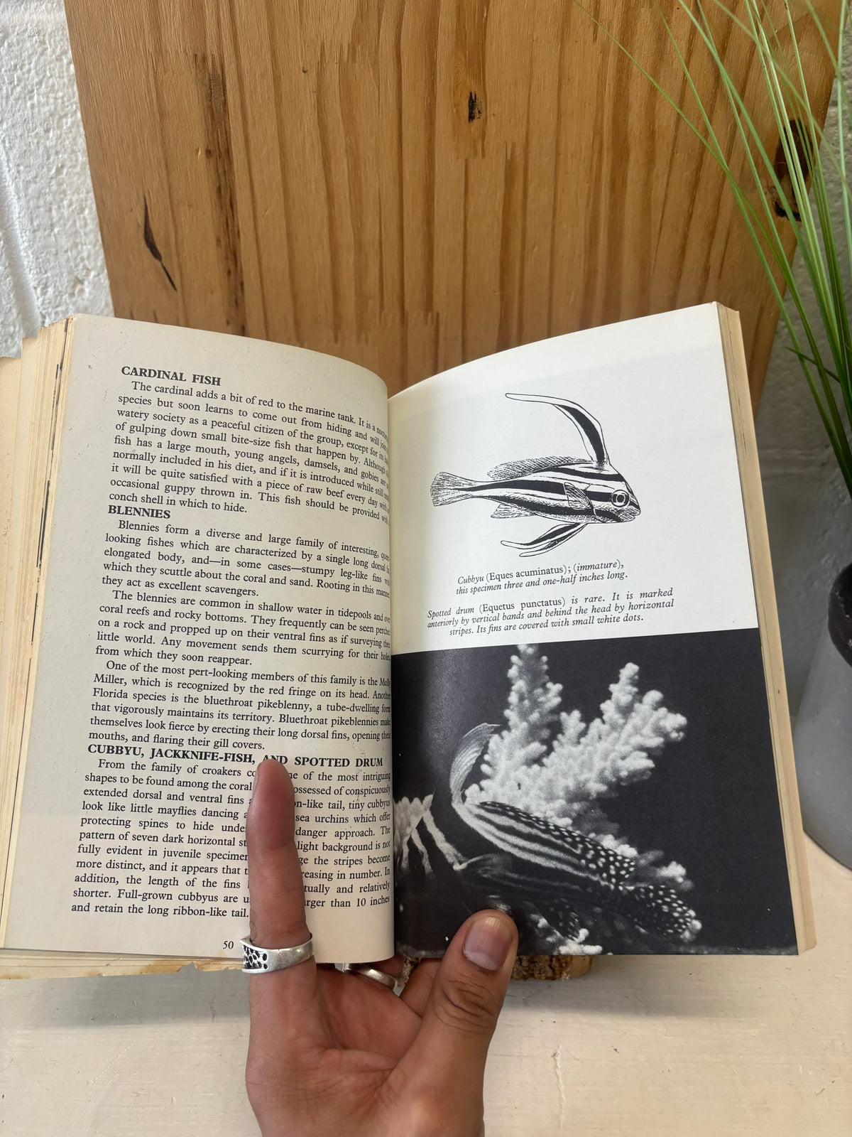 Vtg Fish Book (As Is)