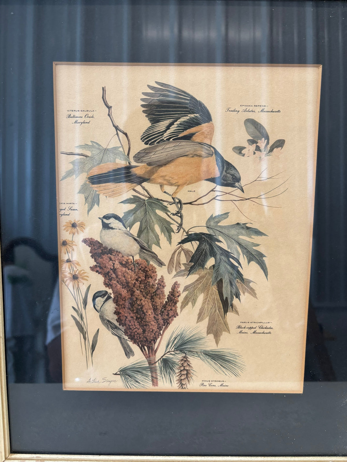 Vtg Pair of Framed Bird & Botanical Prints (Local Pickup Only)